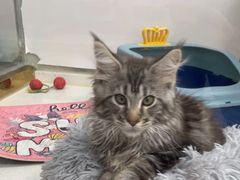 -糯米喵星人总部直营旗舰店·猫舍·幼猫出售