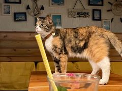 -Sirena海妖日咖夜酒