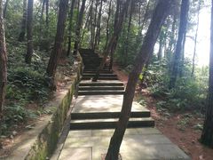 -铁山坪森林公园