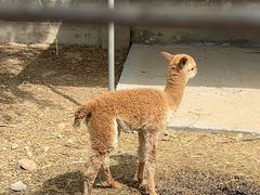 -意大利农场度假村