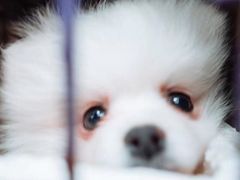 -桂林市花鸟市场