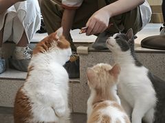 -飞行喵MR PILOT|猫舍·猫咖(静安大融城店)
