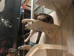 -猫咪博物馆(顶澳仔猫街店)