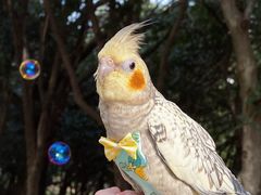 -武汉大学-樱园