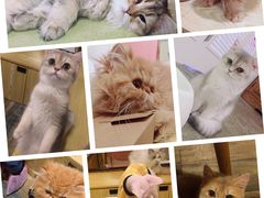 -藏猫猫咖啡主题馆(中央大道店)