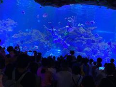 -芜湖新华联大白鲸海洋公园