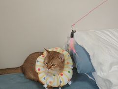 -艾吉宠物医院·疑难杂症转诊中心·猫友好(碧江路院)