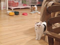 -Cappucimeow猫咪咖啡馆(韦伯时代店)