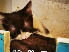-猫小院猫主题咖啡厅(北锣店)