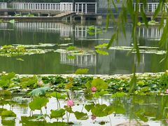-石家庄市植物园