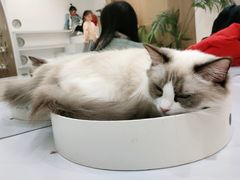 -COLOR PETS 撸猫馆·购猫·猫咖(长风大悦城店)