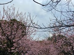 -南山植物园