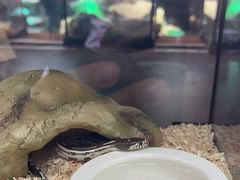 -帕帕拉兹宠物(亚洲旗舰店)