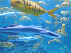 -海合安成都极地海洋公园