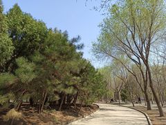 -塘沽森林公园
