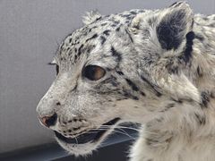 -青藏高原野生动物园