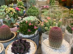 -双季花艺园艺市场(浦东店)