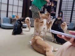 -逗柴咖啡屋·狗咖猫咖宠物桌游