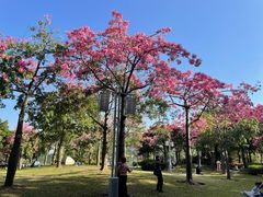 -顺峰山公园