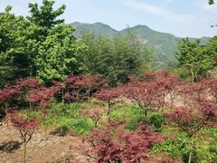 -四明山国家森林公园
