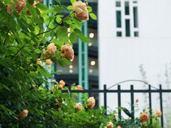 -杭州观成实验学校