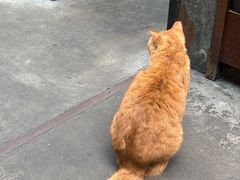 -肥仔文澳门猪骨煲(南京西路店)