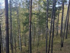 -莫尔道嘎国家森林公园