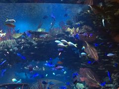 -迪拜帆船酒店海底餐厅