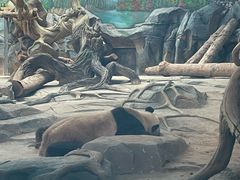 -武汉动物园