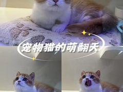 -小猫来了·猫舍(红山六九七九店)