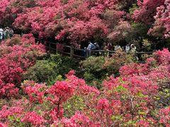 -木兰云雾山