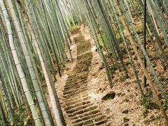 -龙坞茶村