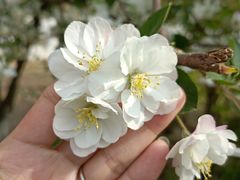 -桃花堤公园