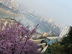 -李子坝梁山鸡(李子坝大鸡哥店)