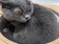-飞行喵MR PILOT|猫舍·猫咖(静安大融城店)