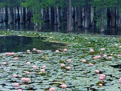 -白鹭湾湿地公园