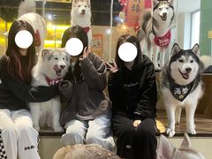 -Husky Go! 哈士奇体验馆·宠物咖啡厅狗咖