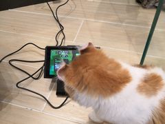 -momokira米努特·德文卷毛猫·棉花面纱犬