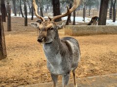 -秦皇岛野生动物园