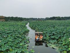 -荷塘月色湿地公园·向阳花洲