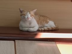 -阿信糖水(体育花园店)