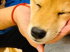 -豆柴町-柴犬主题狗咖(红鼎国际C座店)