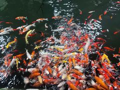 -南宫五洲植物乐园