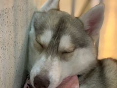 -Husky Go! 哈士奇体验馆·宠物咖啡厅狗咖