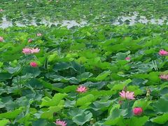 -天津东丽湖风景区