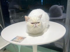 -怪兽屋·羊驼·猫咖·狗咖(俊华广场店)