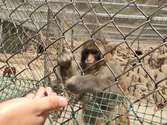 -王顺山国家森林公园