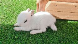 -萌宠亲子动物乐园(槐房万达店)