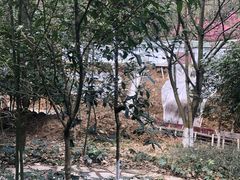 -都江堰中华大熊猫苑