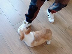 -爱侣·安琦尔宠物医院·中兽医针灸·心内科·狂犬免疫点(宝山区院)